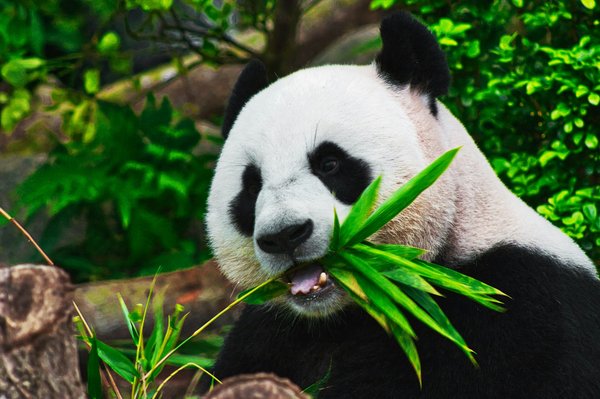 Quels sont les meilleurs spots pour observer les pandas géants dans la réserve de Chengdu, Chine?